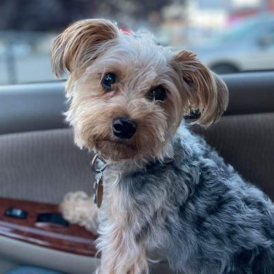 A small dog comfortably seated in the driver's seat of a car, looking out the window with curiosity A small dog comfortably seated in the driver's seat of a car, looking out the window with curiosity